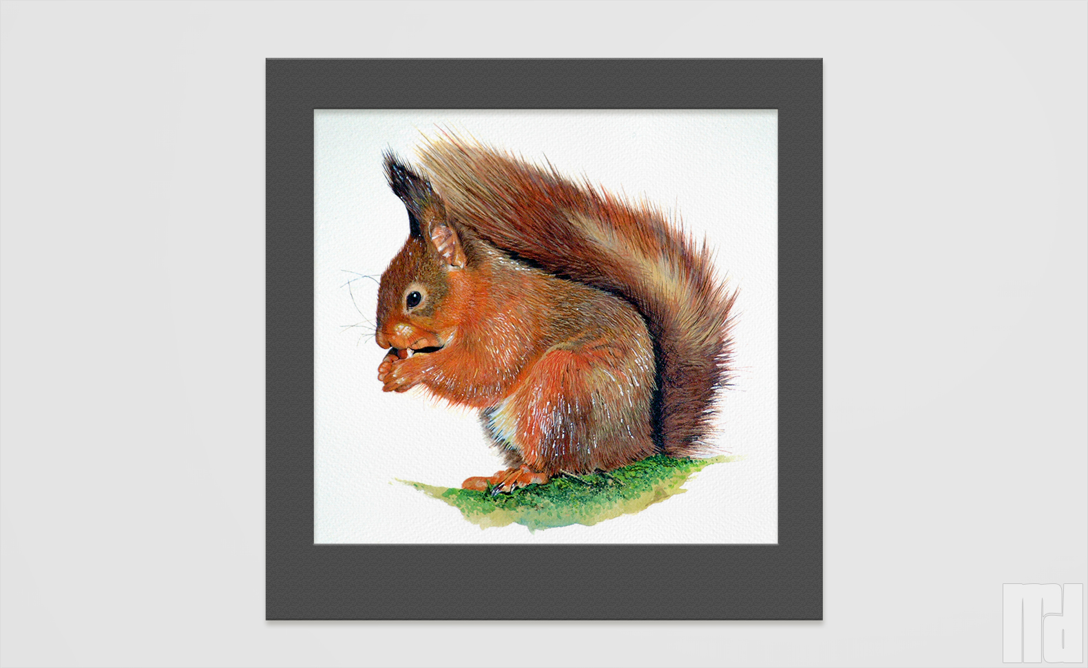 Red squirrel
