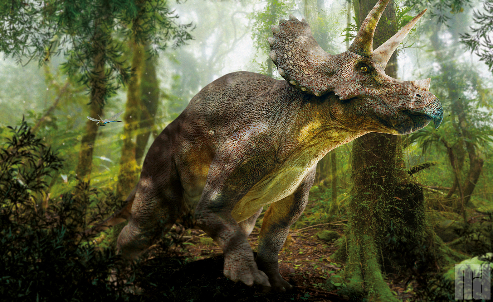 Triceratops